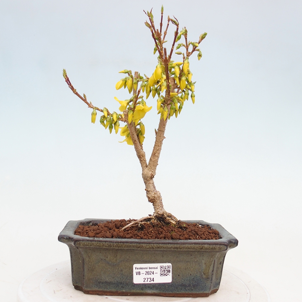 Venkovní bonsai - Zlatice - Forsythia intermedia 
