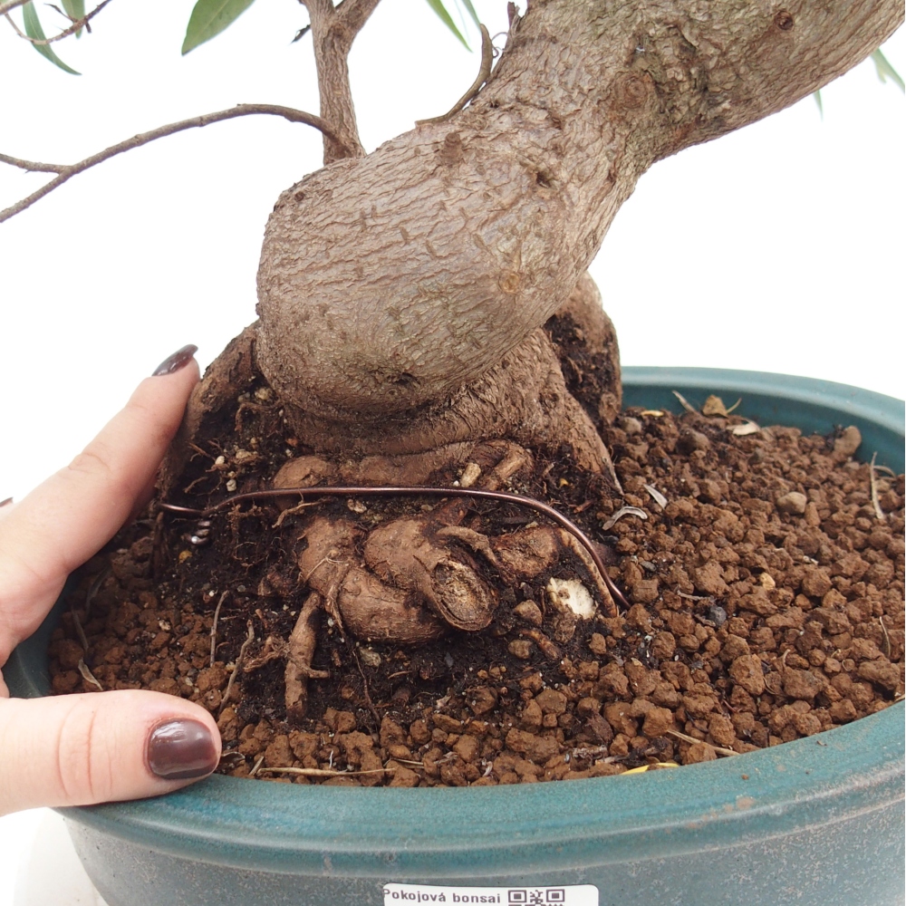 Pokojová bonsai - Ficus nerifolia -  malolistý fíkus
