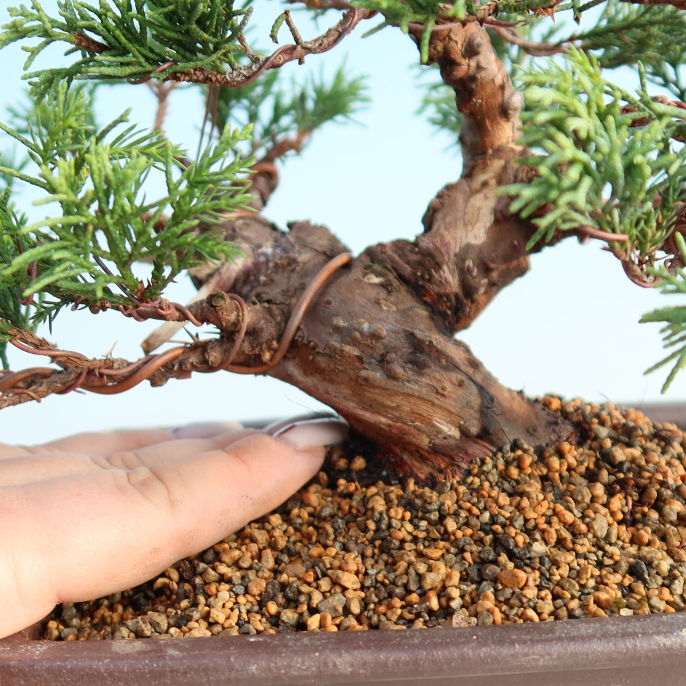 Venkovní bonsai - Juniperus chinensis Itoigawa -Jalovec čínský