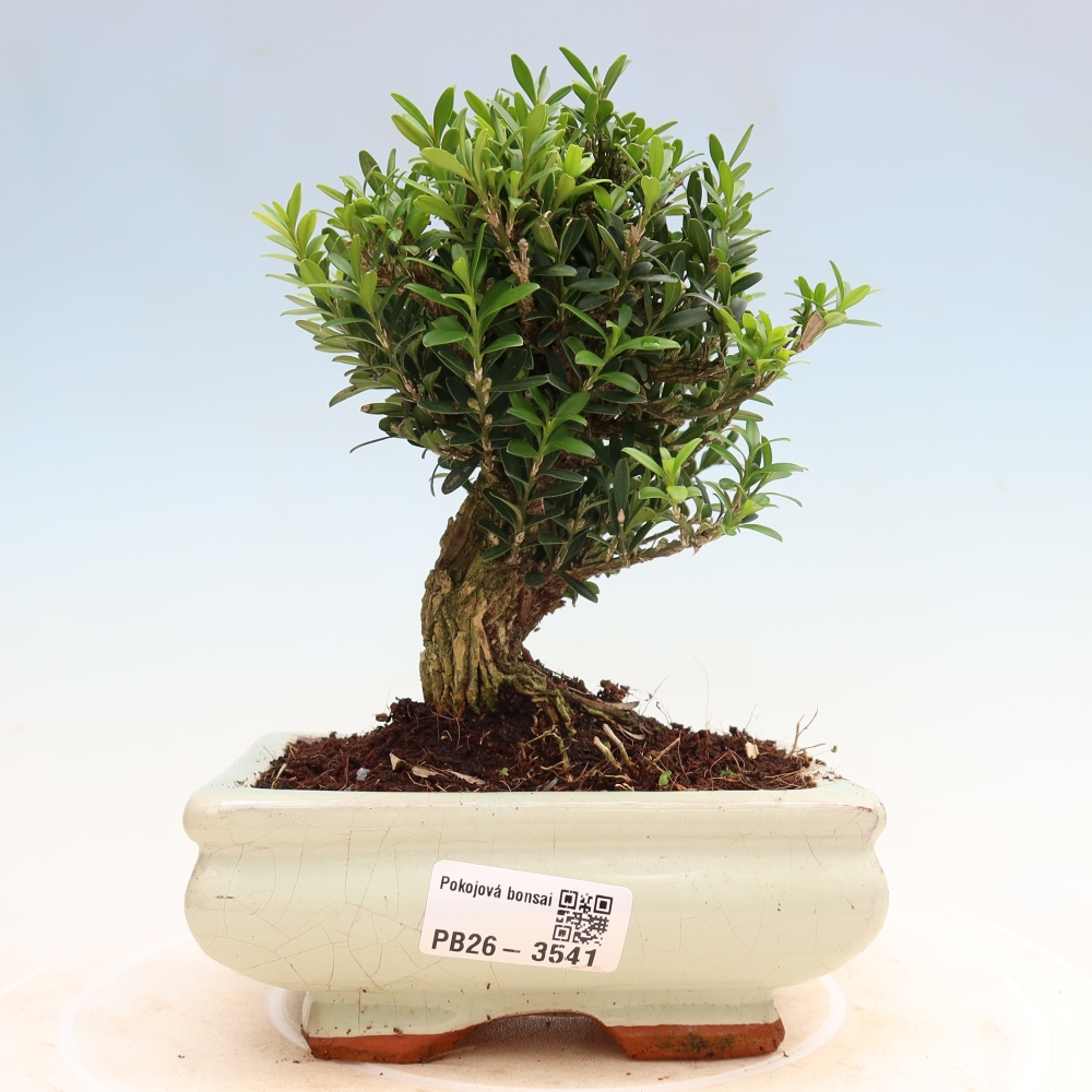 Pokojová bonsai - Buxus harlandii -korkový buxus