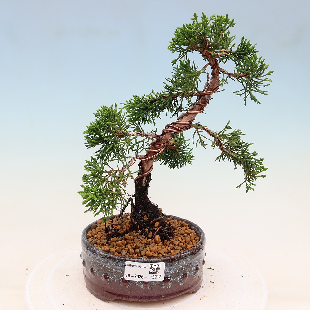 Venkovní bonsai - Juniperus chinensis Kishu -Jalovec čínský