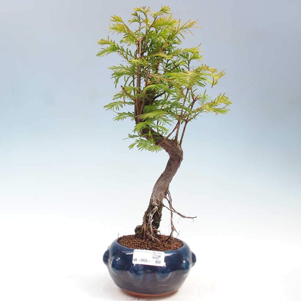 Venkovní bonsai - Metasequoia glyptostroboides - Metasekvoje čínská