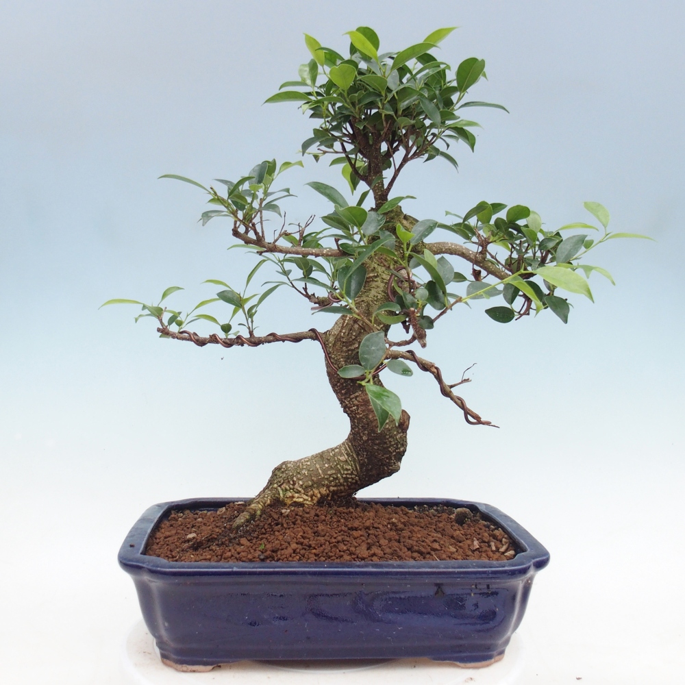 Pokojová bonsai - Ficus kimmen -  malolistý fíkus