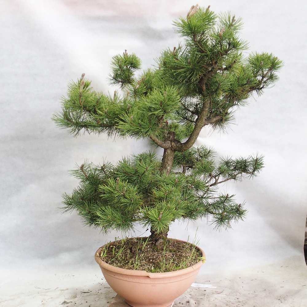 Venkovní bonsai - Pinus Nigra - Borovice černá