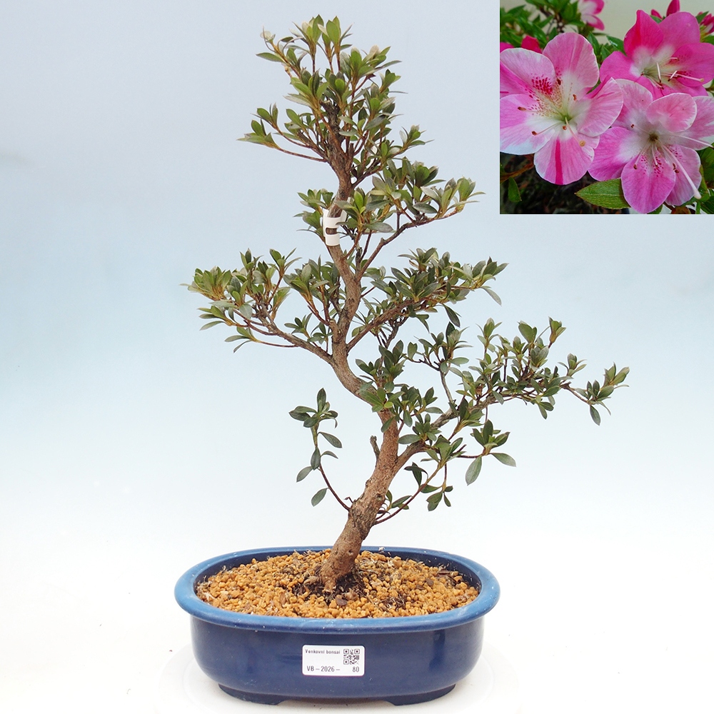 Venkovní bonsai - Japonská azalka - Azalea Reiko