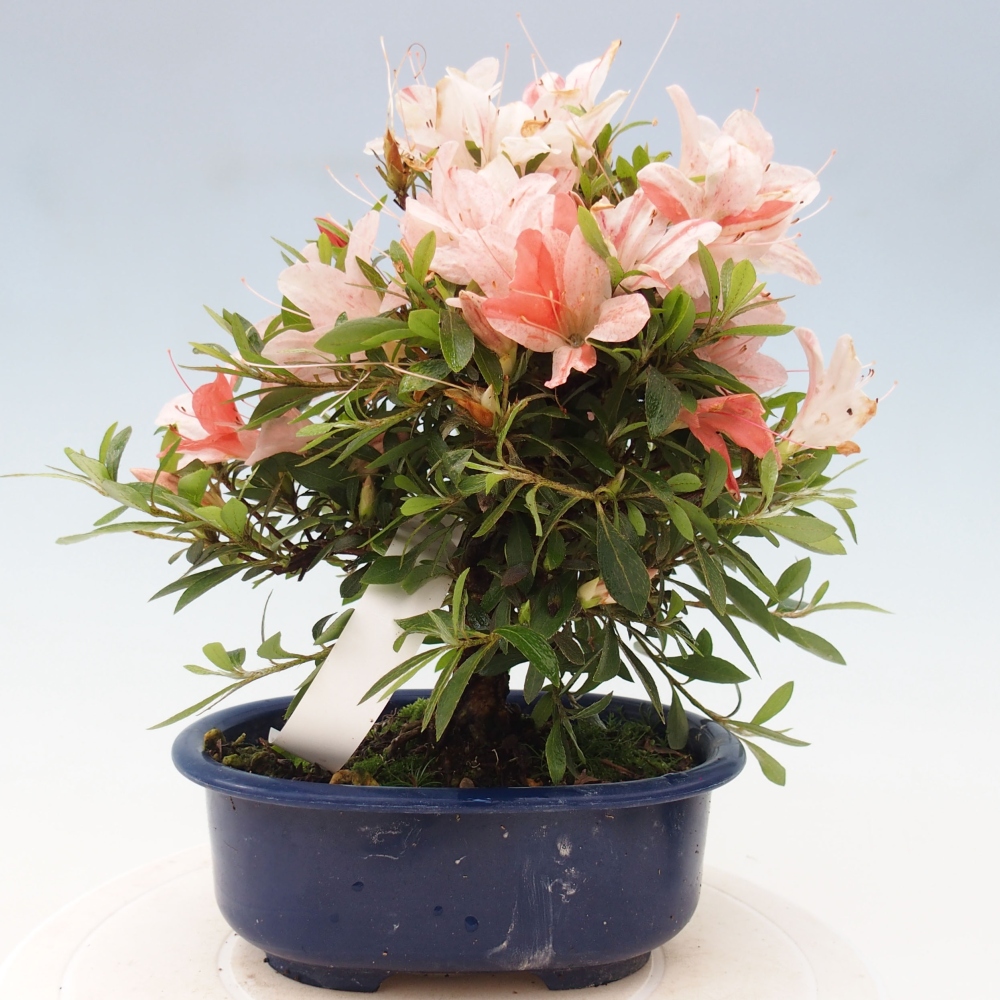 Venkovní bonsai - Japonská azalka - Azalea Nikko