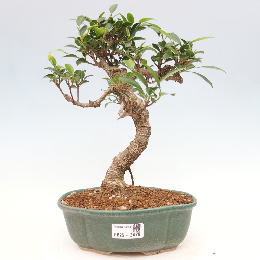 Pokojová bonsai - Ficus retusa -  malolistý fíkus