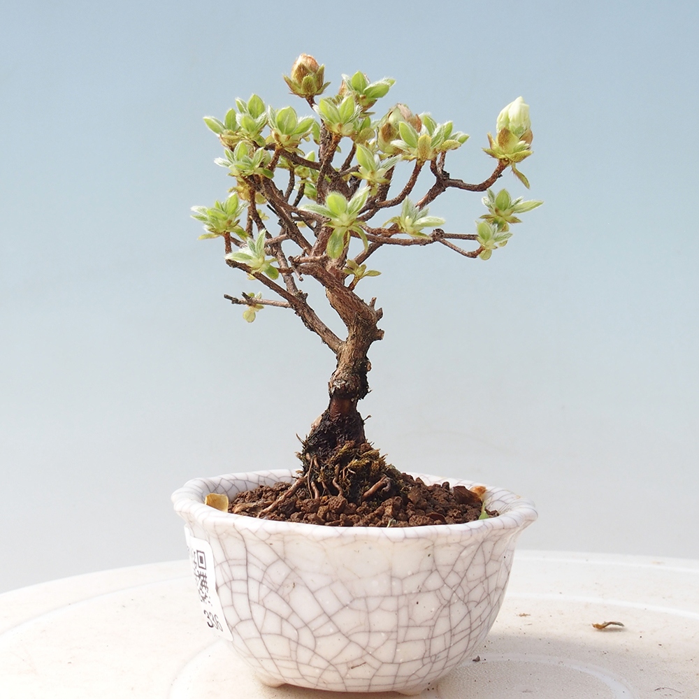 Venkovní bonsai - Rhododendron indicum - Japonská azalka