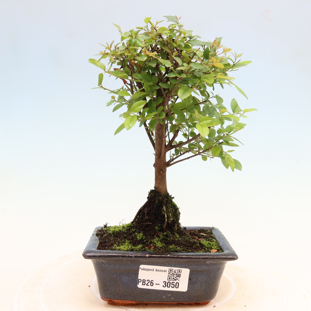 Pokojová bonsai - Sagerécie thea - Sagerécie thea