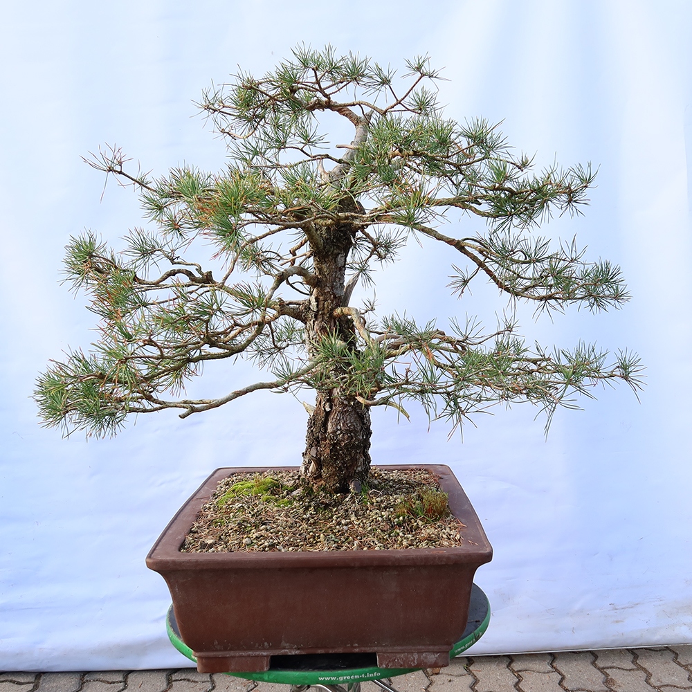 Pinus sylvestris Španělsko - borovice lesní