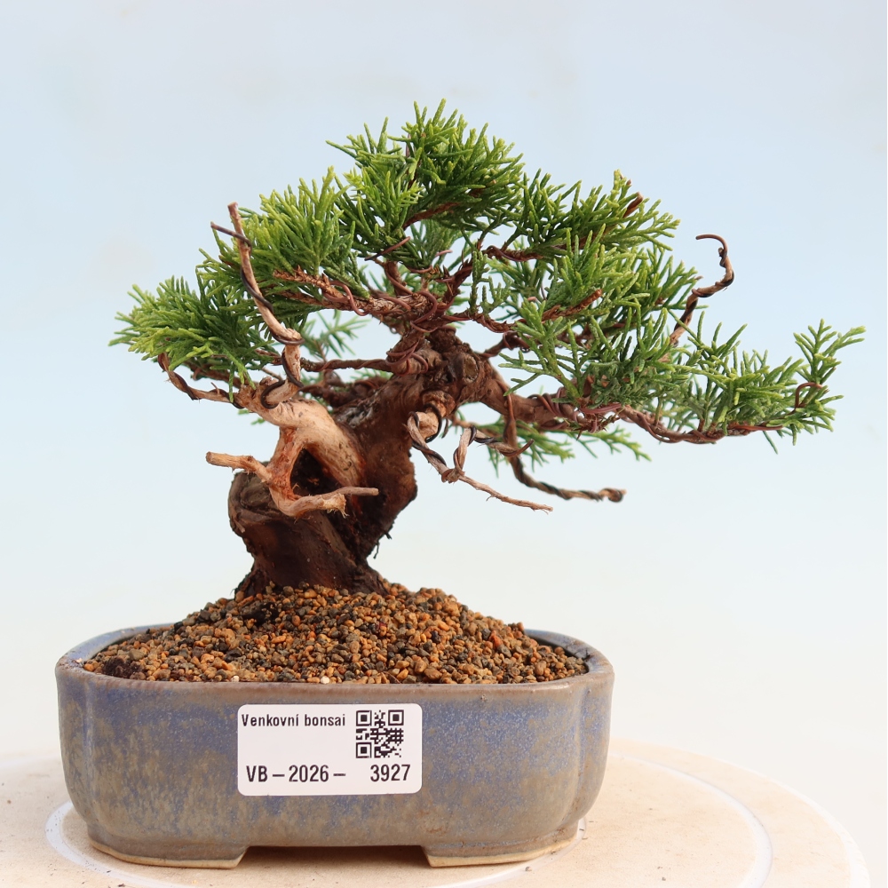 Venkovní bonsai - Juniperus chinensis Itoigawa -Jalovec čínský
