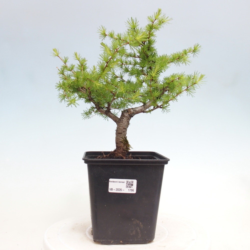 Venkovní bonsai -Larix decidua - Modřín opadavý 
