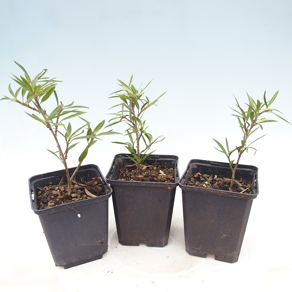 Pokojová bonsai - Ficus nerifolia -  malolistý fíkus v kontejneru