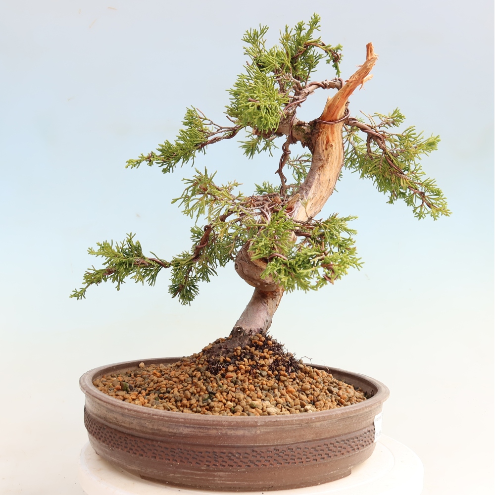 Venkovní bonsai - Juniperus chinensis Itoigawa-Jalovec čínský