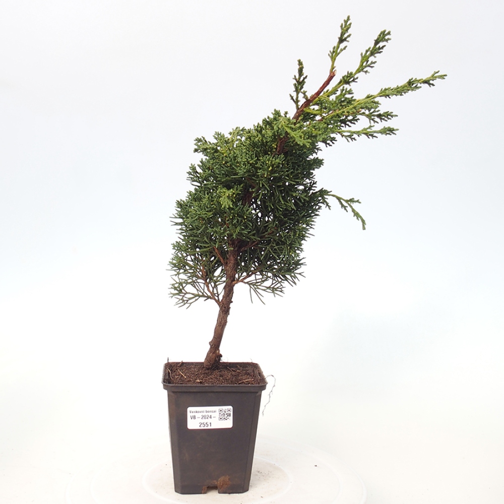 Venkovní bonsai - Juniperus chinensis Kishu -Jalovec čínský