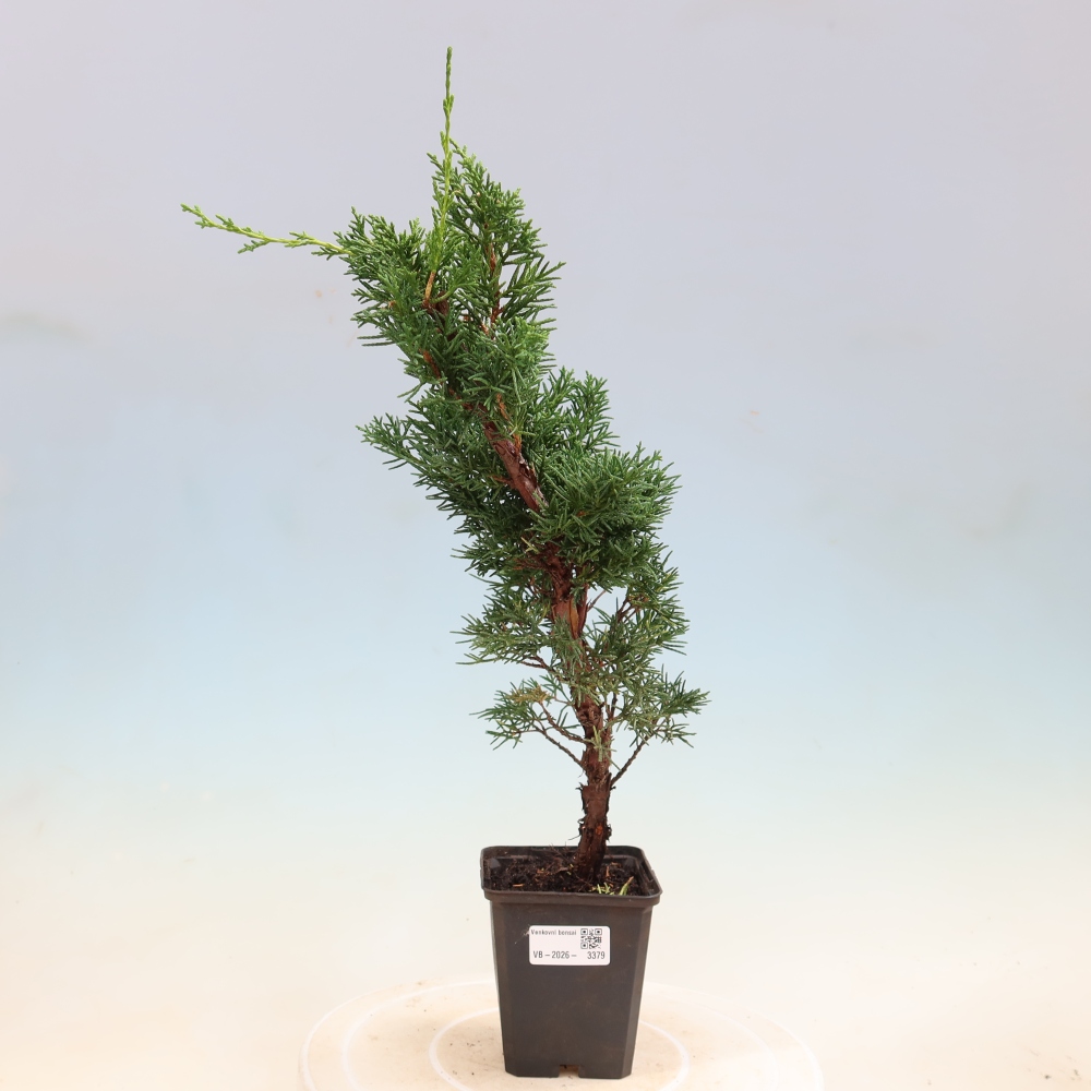 Venkovní bonsai - Juniperus chinensis Kishu -Jalovec čínský