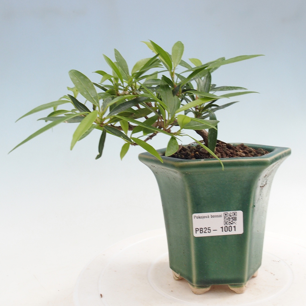 Pokojová bonsai - Ficus nerifolia -  malolistý fíkus