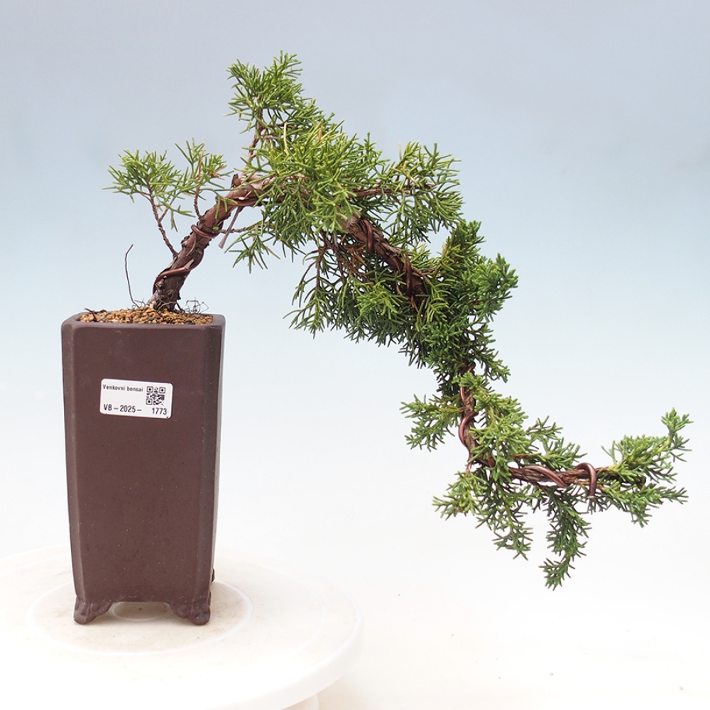 Venkovní bonsai - Juniperus chinensis Kishu -Jalovec čínský
