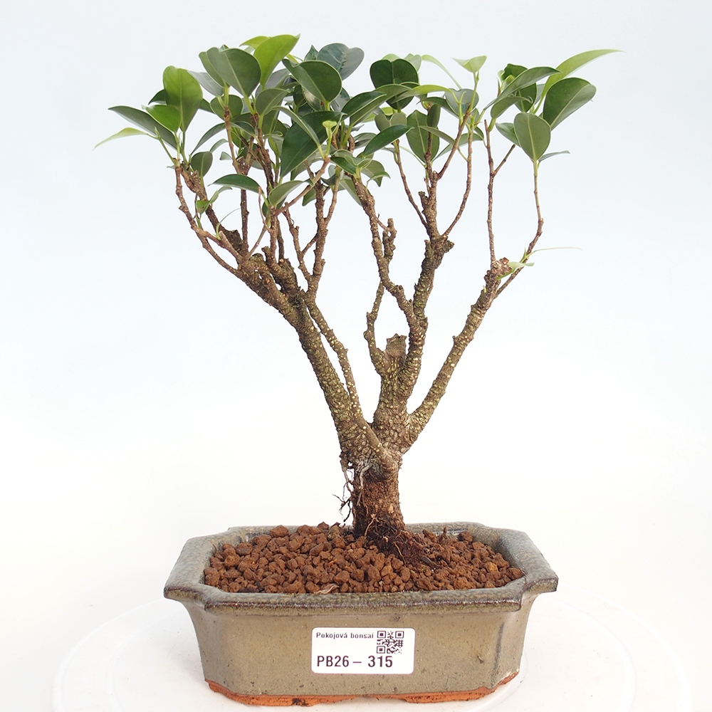Pokojová bonsai - Ficus retusa -  malolistý fíkus