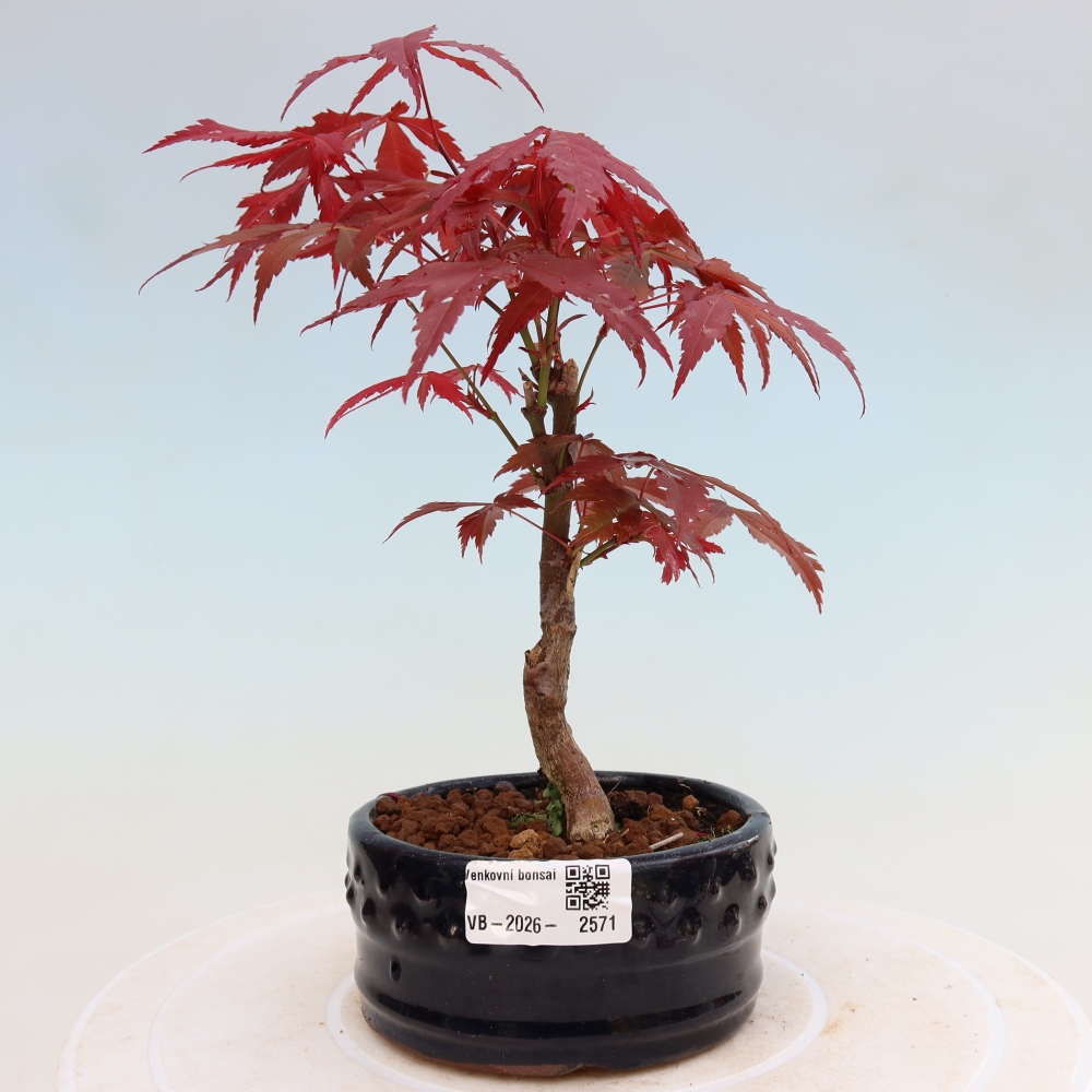 Venkovní bonsai - Acer palm. Atropurpureum-Javor dlanitolistý