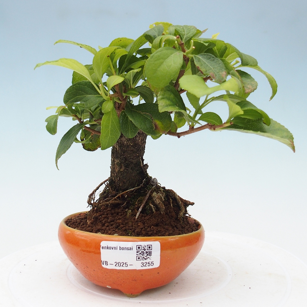 Venkovní bonsai - Celastrus  orbiculatus - Jesenec okrouhlolistý