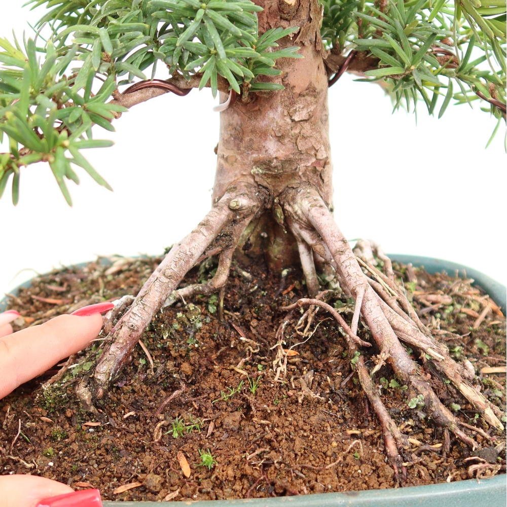 Venkovní bonsai - Taxus cuspidata  - Tis japonský