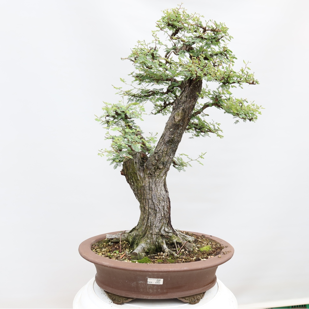 Pokojová bonsai - Akacia Arabica