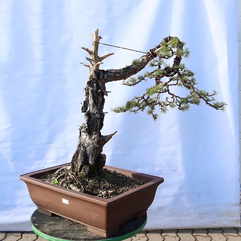 Pinus sylvestris Španělsko - borovice lesní
