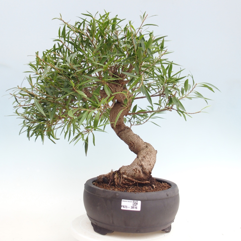 Pokojová bonsai - Ficus nerifolia -  malolistý fíkus