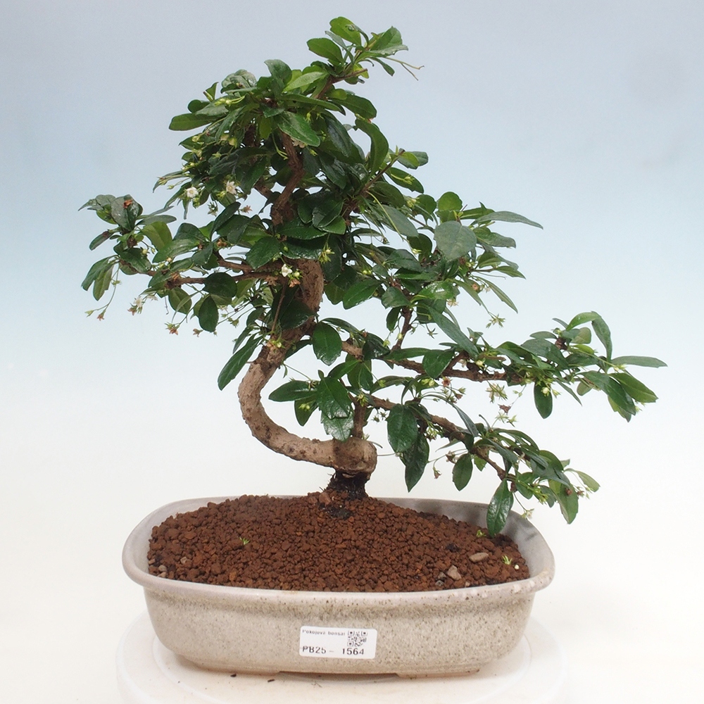 Pokojová bonsai - Carmona macrophylla - Čaj fuki