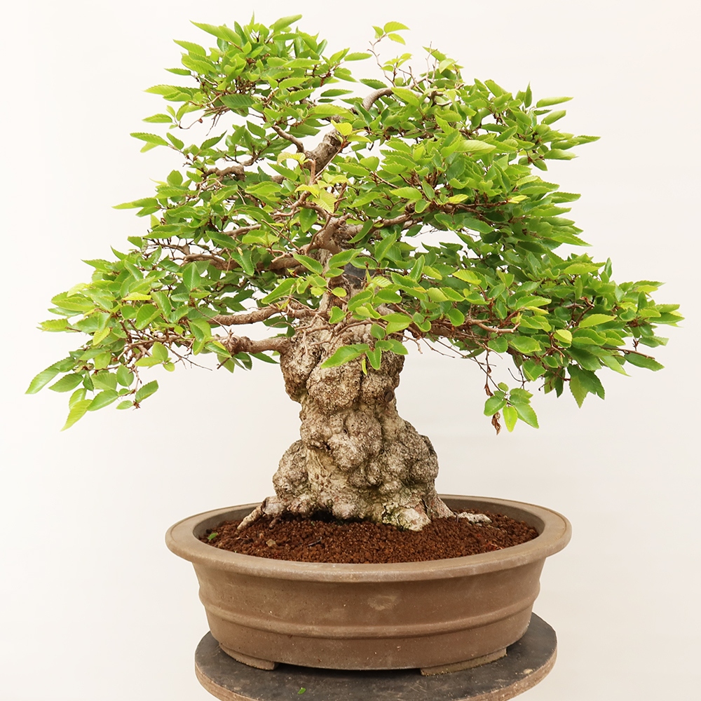 Venkovní bonsai -Carpinus Coreana - Habr korejský