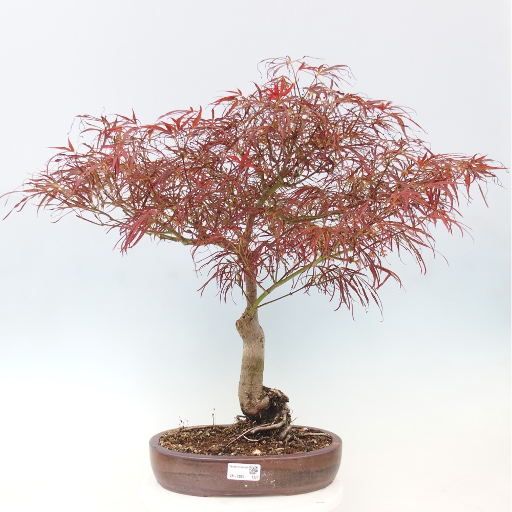 Venkovní bonsai - Javor dlanitolistý - Acer palmatum RED PYGMY