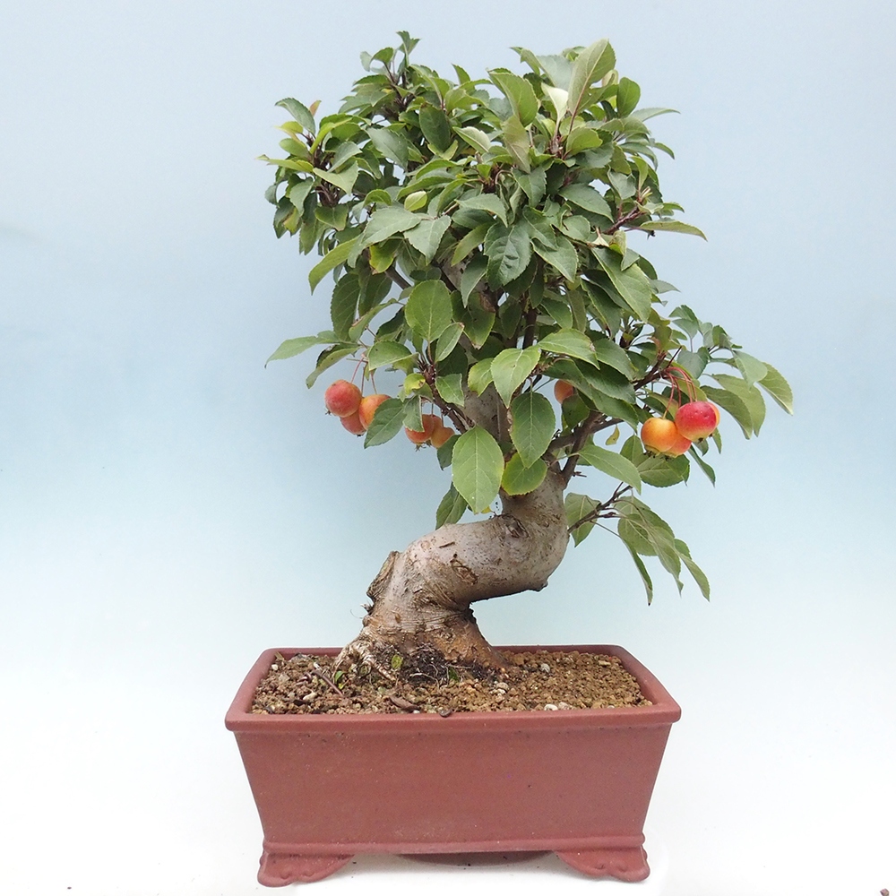 Venkovní bonsai -Malus halliana - Maloplodá jabloň