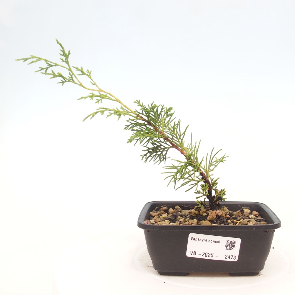 Venkovní bonsai - Juniperus chinensis Itoigawa -Jalovec čínský