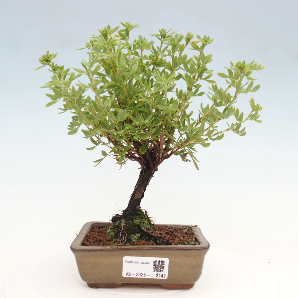 Venkovní bonsai-Mochna křovitá - potentila fruticosa yellow Bird