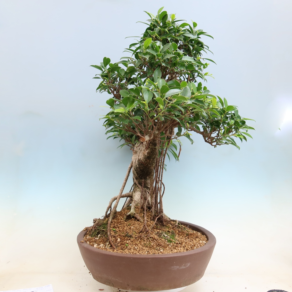Pokojová bonsai - Ficus kimmen -  malolistý fíkus