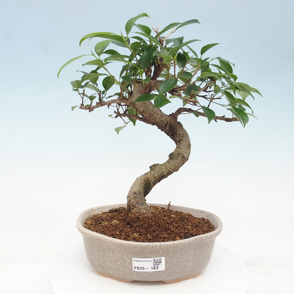 Pokojová bonsai - Ficus retusa -  malolistý fíkus