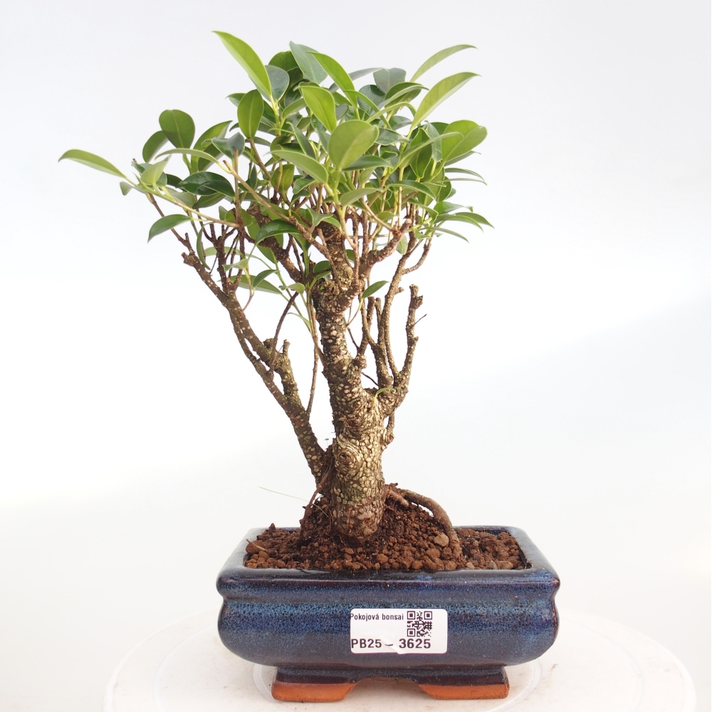 Pokojová bonsai - Ficus retusa -  malolistý fíkus