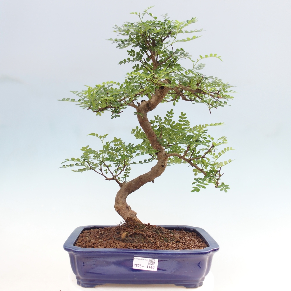 Pokojová bonsai - Zantoxylum piperitum - pepřovník