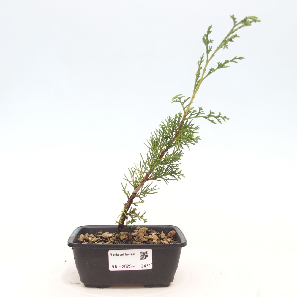 Venkovní bonsai - Juniperus chinensis Itoigawa -Jalovec čínský