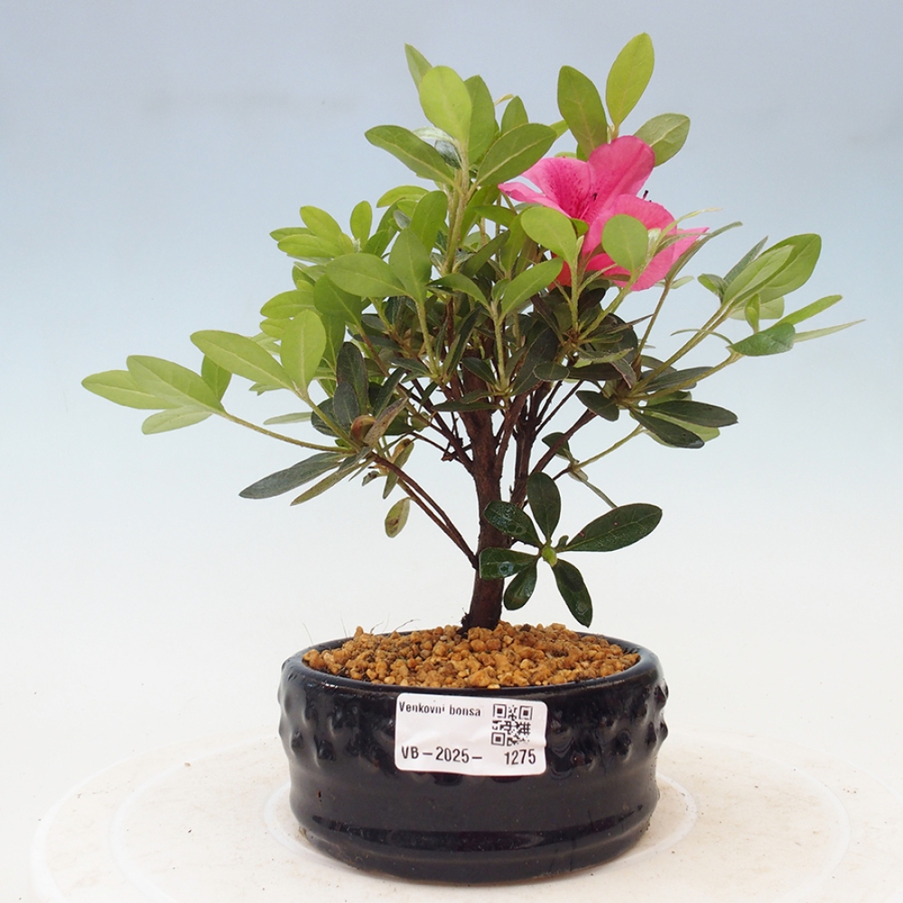 Venkovní bonsai - Japonská azalka - Azalea sp.