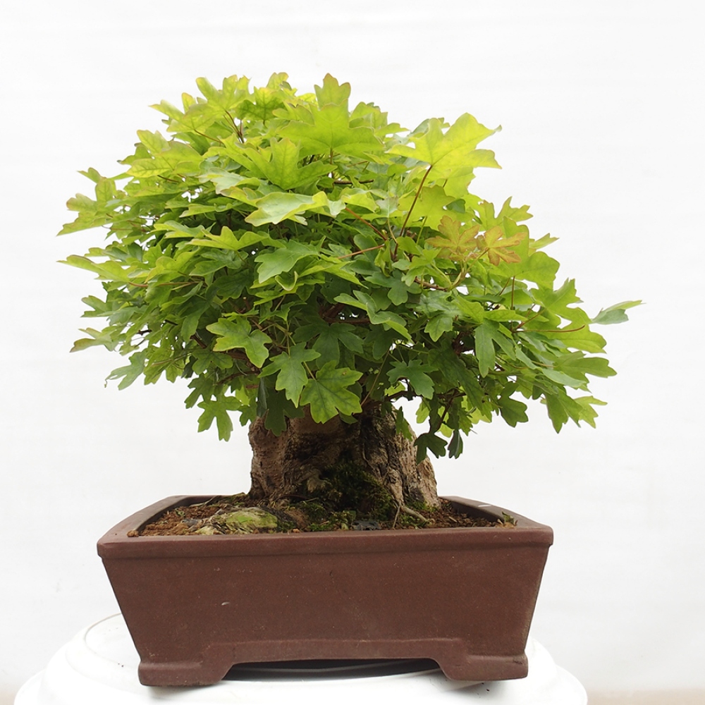 Venkovní bonsai -Javor babyka - Acer campestre