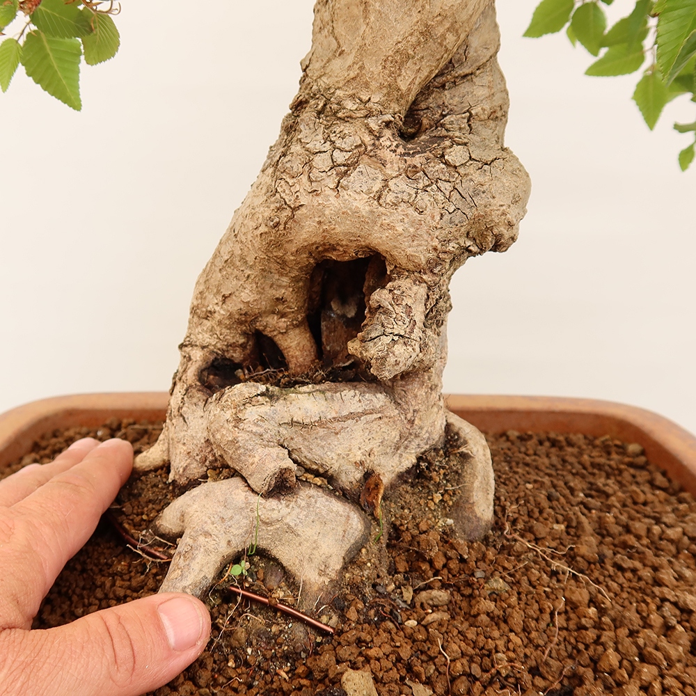 Venkovní bonsai -Carpinus Coreana - Habr korejský