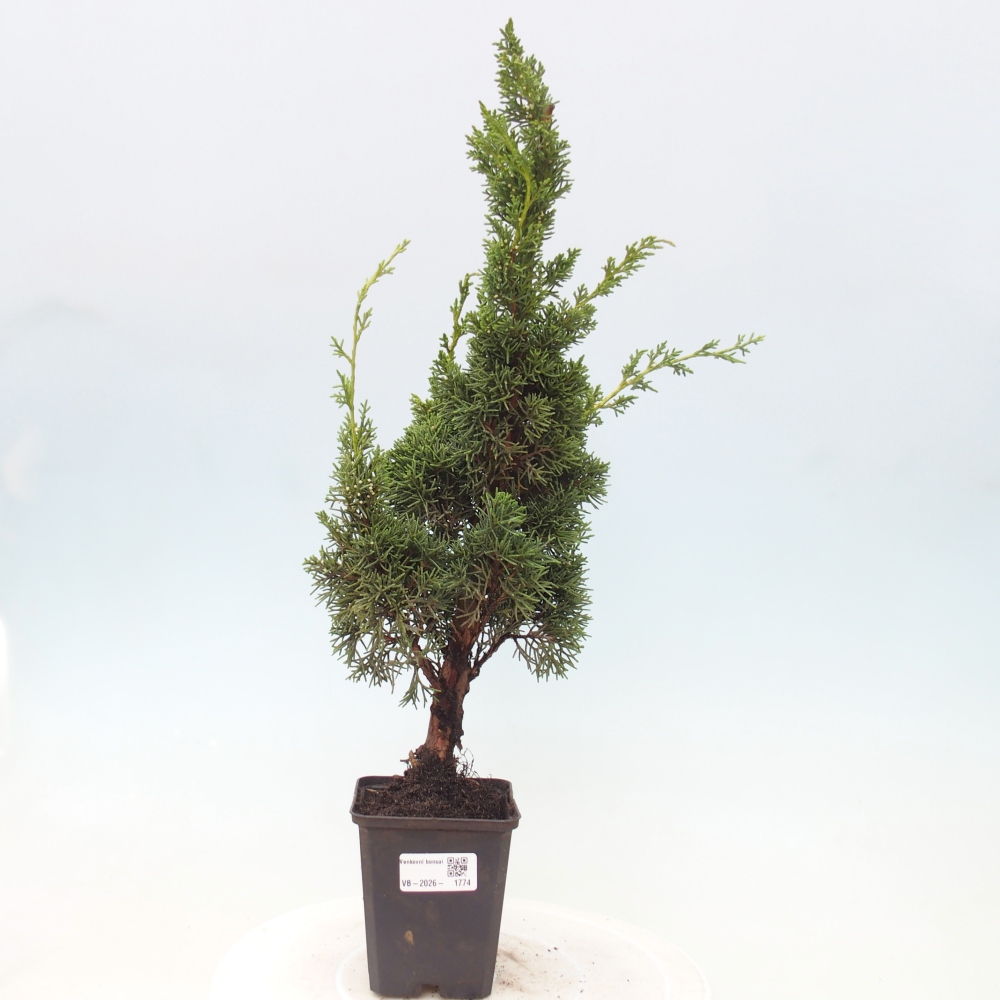 Venkovní bonsai - Juniperus chinensis Kishu -Jalovec čínský
