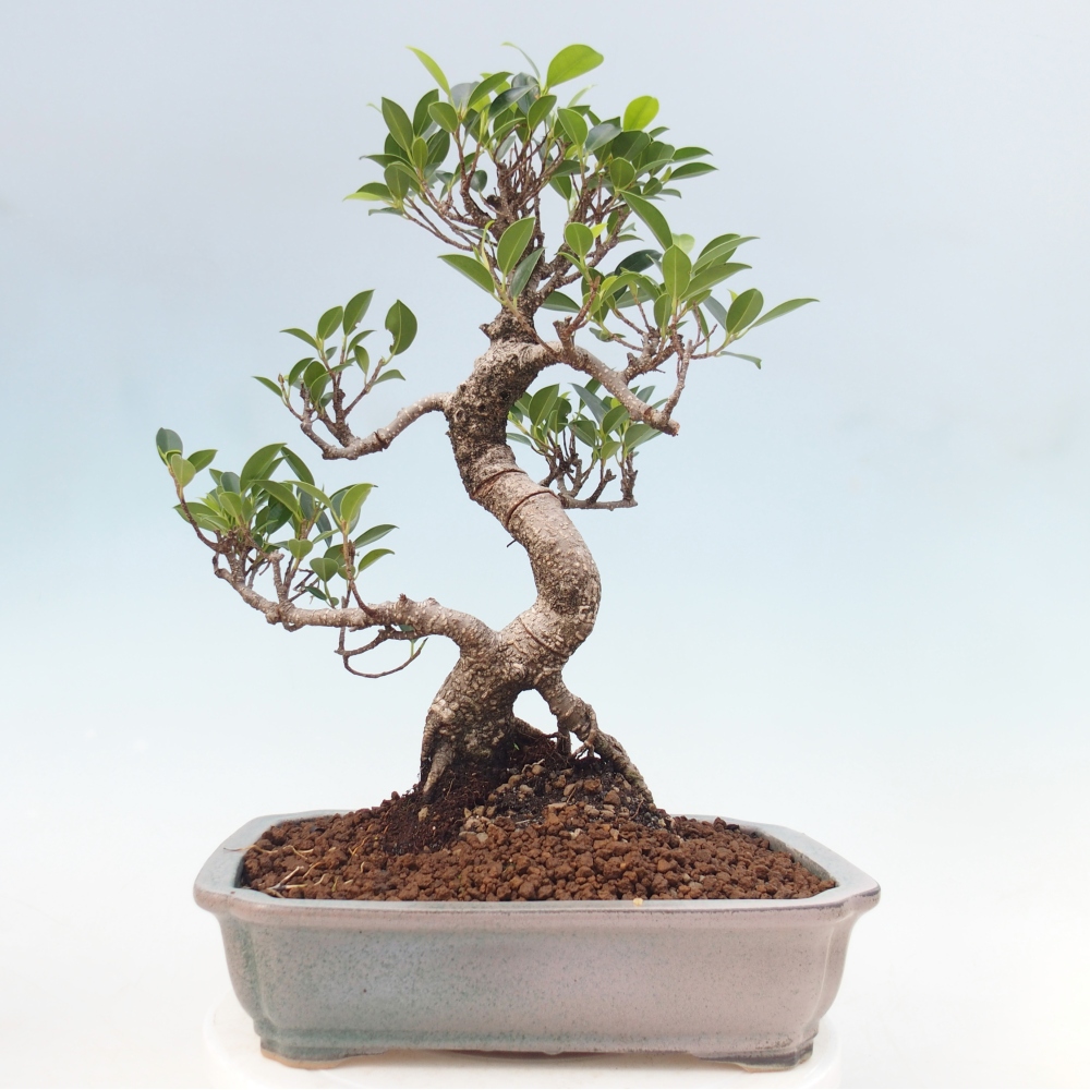 Pokojová bonsai - Ficus kimmen -  malolistý fíkus