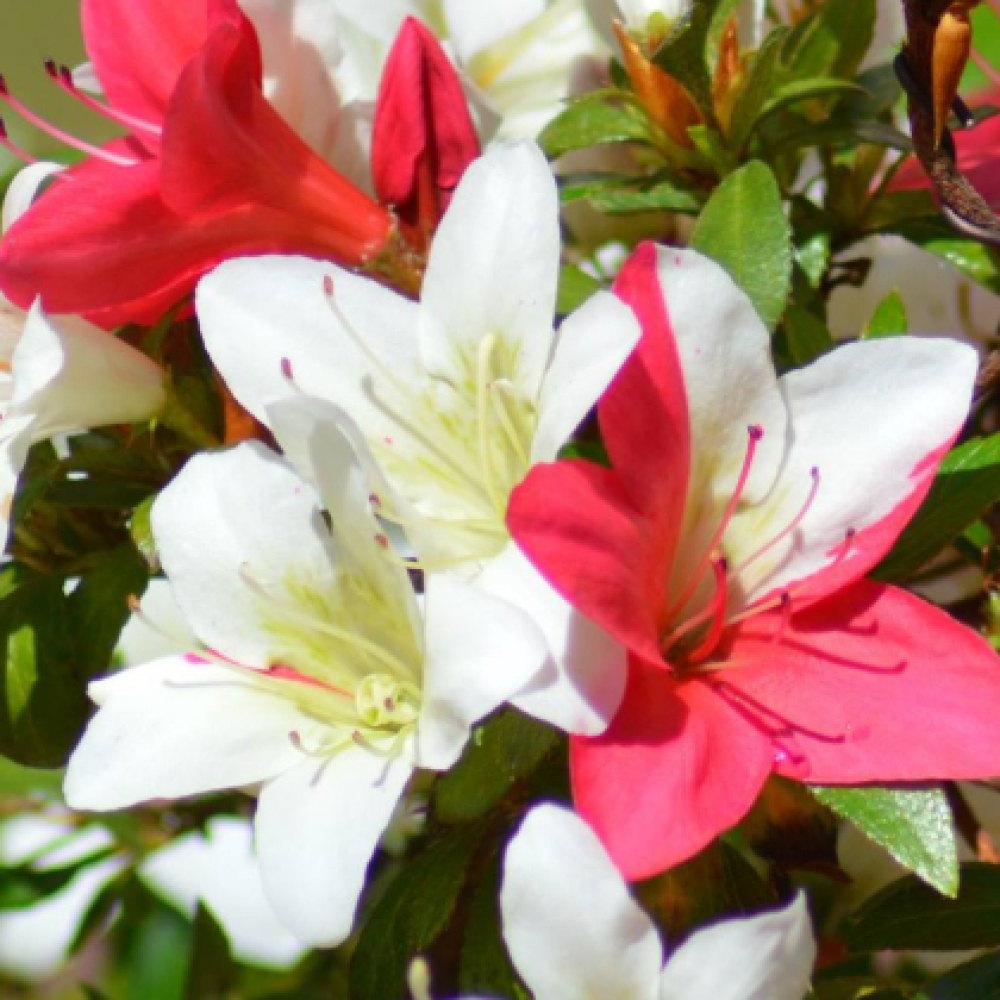 Venkovní bonsai - Japonská azalka - Azalea CHIHIRO