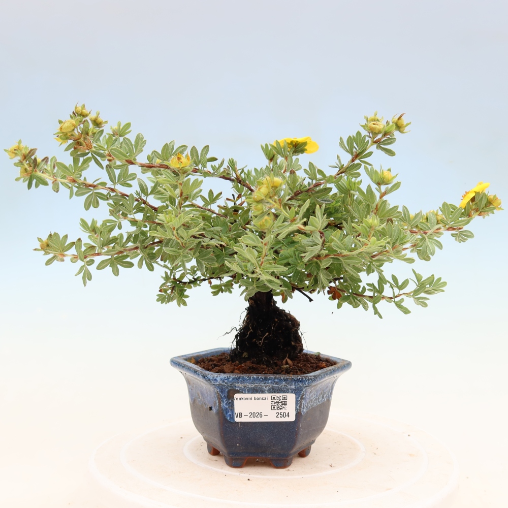 Venkovní bonsai-Mochna křovitá - potentila fruticosa 