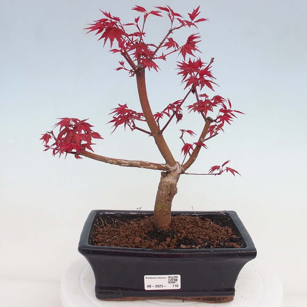 Venkovní bonsai - Javor dlanitolistý - Acer palmatum DESHOJO