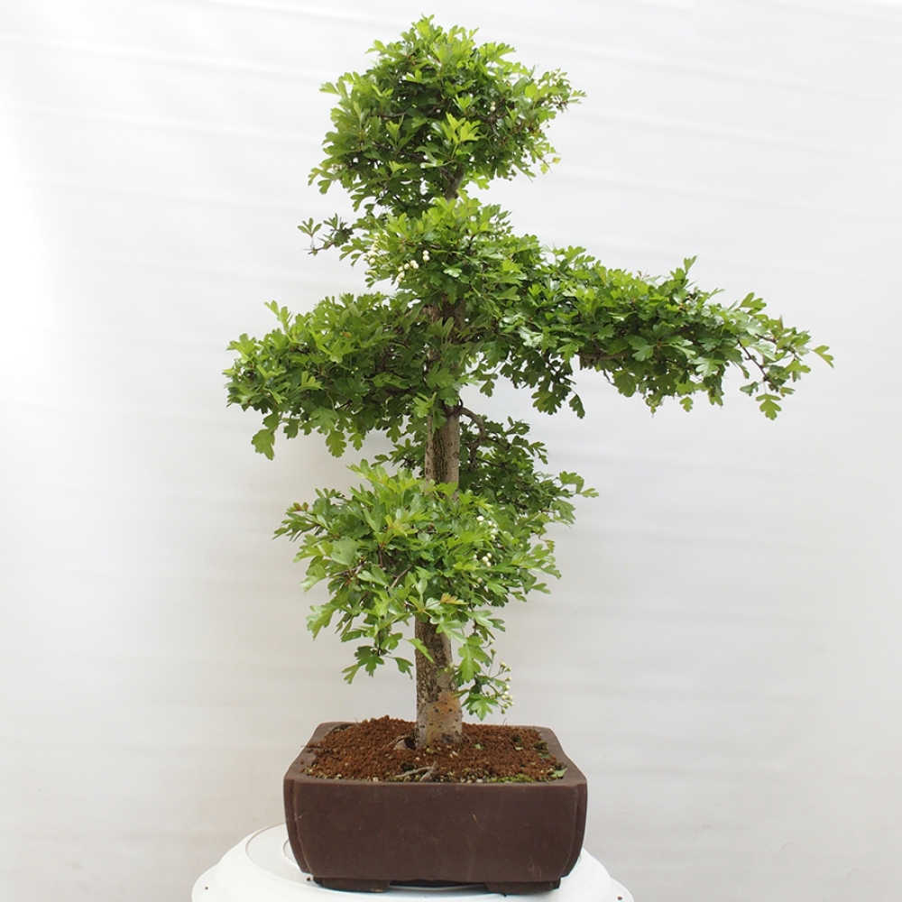 Venkovní bonsai - Hloh - Crataegus monogyna