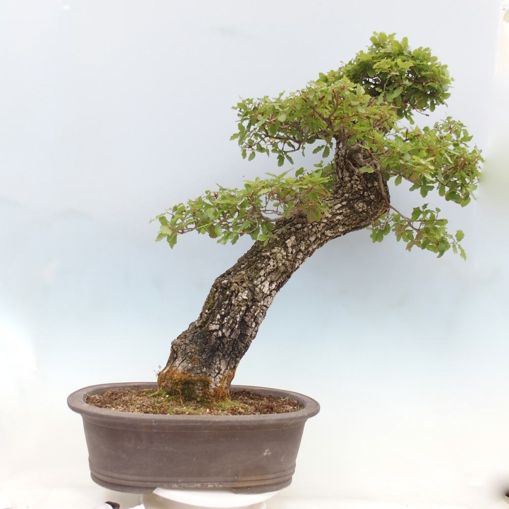 Yamadori - Quercus Ilex -Dub 